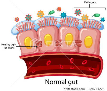 Healthy Human Gut Lining with Tight Junctions 128773223