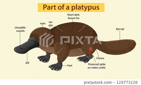 Labeled Diagram of Platypus Anatomy with Key Features Labeled Diagram of Platypus Anatomy with Key Features 128773226
