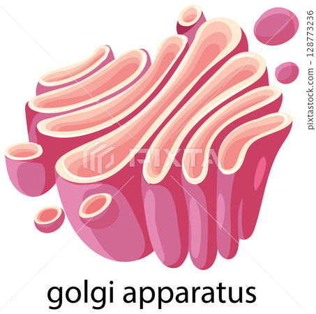 Colorful Vector Illustration of Golgi Apparatus 128773236