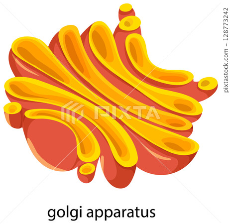 Colorful Golgi Apparatus Vector Illustration Colorful Golgi Apparatus Vector Illustration 128773242