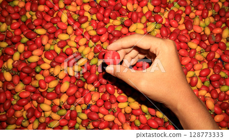 A woman's hand holds a melinjo in a pile of melinjo. Ingredient vegetables and emping crackers.Traditional southeast Asian culinary. 128773333