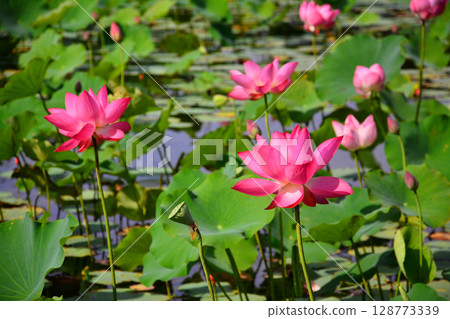  Lotus 128773339