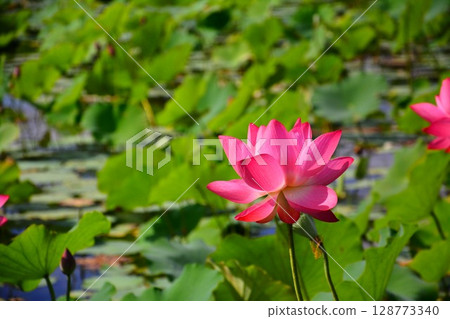  Lotus 128773340