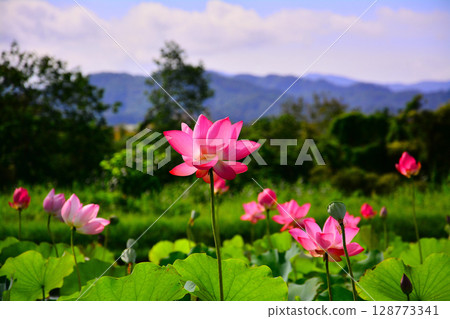  Lotus 128773341