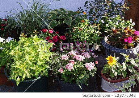 夏季花卉群植及門口群盆 夏季花卉群植及門口群盆 128773348