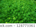 Summer weed images 128773361