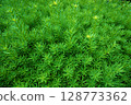 Summer weed images 128773362