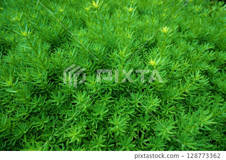 Summer weed images 128773362