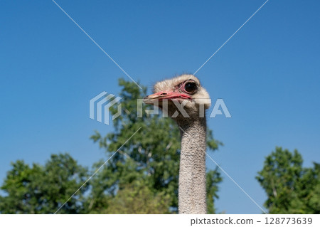 鴕鳥牧場 128773639