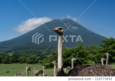 鴕鳥牧場 128773642