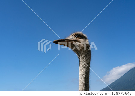 鴕鳥牧場 128773643