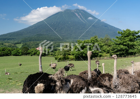 Ostrich ranch 128773645