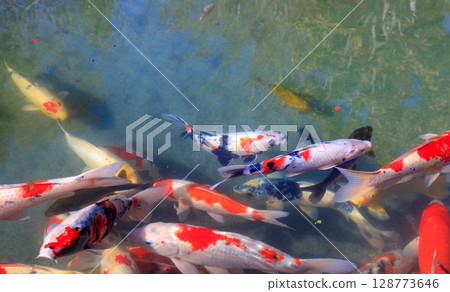 Colorful carp swarming in a pond 128773646
