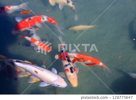 Colorful carp swarming in a pond 128773647