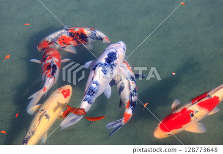 池塘裡成群的彩色鯉魚 池塘裡成群的彩色鯉魚 128773648