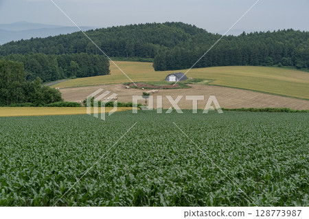 Cornfield Earth 128773987