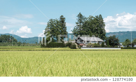 Country landscape in summer 128774180