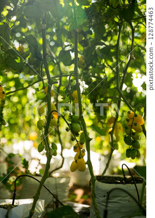 Smart farming techniques hydroponic salad vegetables technology tomato red green ensuring fresh sustainable produce agriculture promotes healthy eating support farmer living local community non gmo 128774463