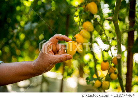 Smart farming techniques hydroponic salad vegetables business farm technology ensuring fresh sustainable produce farmer hand pick non gmo tomato red yellow green agriculture promotes support living 128774464