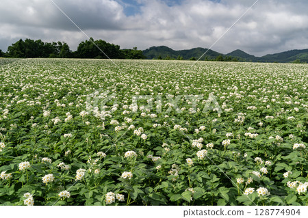 馬鈴薯田的土地 馬鈴薯田的土地 128774904