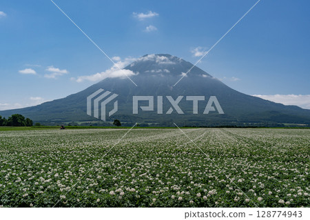 馬鈴薯田的土地 128774943