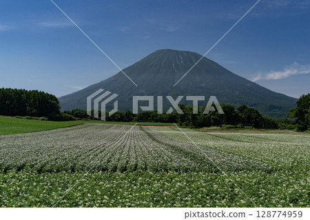 馬鈴薯田的土地 馬鈴薯田的土地 128774959
