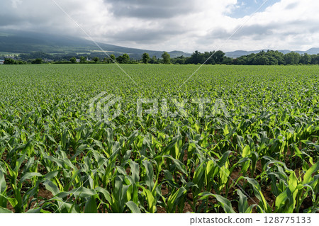 玉米田地球 128775133