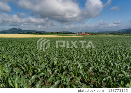 Cornfield Earth Cornfield Earth 128775135