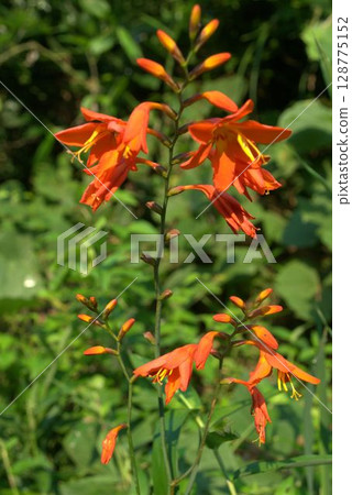 夏季盛開的朱紅色花朵 128775152