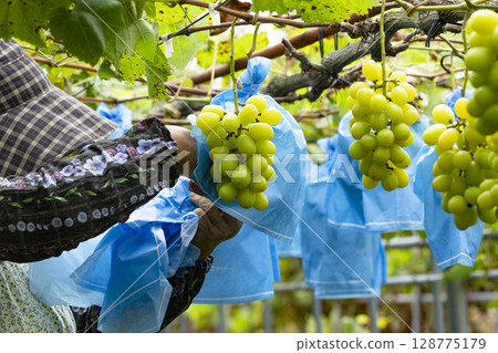 Shine Muscat hand harvest grapes fruit Shine Muscat hand harvest grapes fruit 128775179