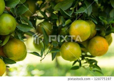 Business concept nature revolves around citrus orchard orange tree are growing, vibrant fruit organic lush leaves creating stunning background, green garden of thriving crop ripe laden with branches 128775197