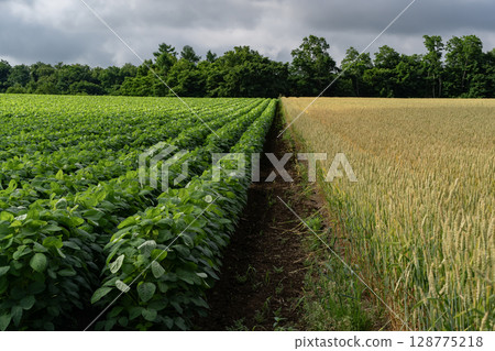 Soybean field earth 128775218
