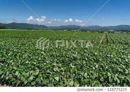 大豆田土地 128775225