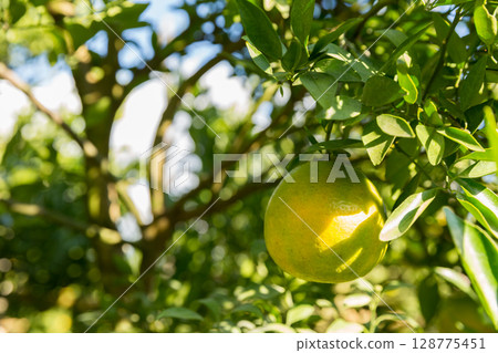 Business concept nature revolves around citrus orchard orange tree are growing, vibrant fruit organic lush leaves creating stunning background, green garden of thriving crop ripe laden with branches Business concept nature revolves around citrus orchard orange tree are growing, vibrant fruit organic lush leaves creating stunning background, green garden of thriving crop ripe laden with branches 128775451
