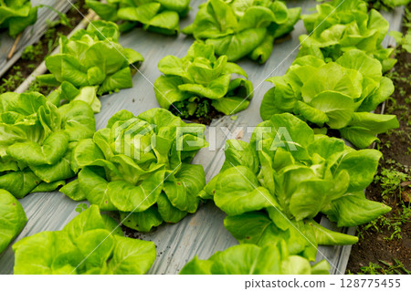 Smart farming techniques hydroponic salad vegetables red oak green lettuce ensuring fresh sustainable produce fresh produce sustainable agriculture promotes healthy eating support local community. Smart farming techniques hydroponic salad vegetables red oak green lettuce ensuring fresh sustainable produce fresh produce sustainable agriculture promotes healthy eating support local community. 128775455