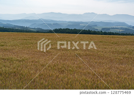 Wheat field earth and hills 128775469