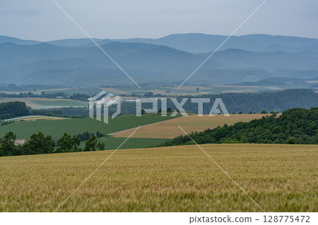 Wheat field earth and hills Wheat field earth and hills 128775472