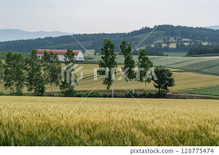 Wheat field earth and hills Wheat field earth and hills 128775474