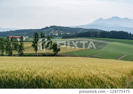 Wheat field earth and hills Wheat field earth and hills 128775475