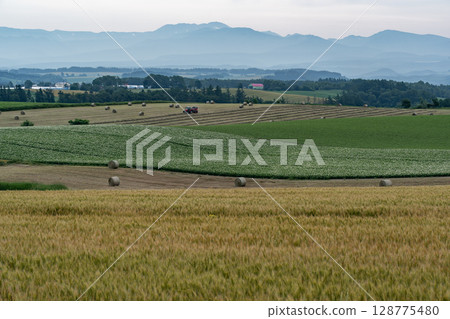 Wheat field earth and hills Wheat field earth and hills 128775480
