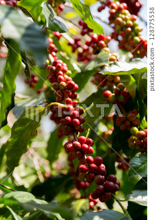 Farmer concept harvest fruit ripe coffee seed robusta arabica berry close up fresh green leaf bean picking orange crop red yellow berries raw plant tree farm growth blur background eco organic garden 128775538