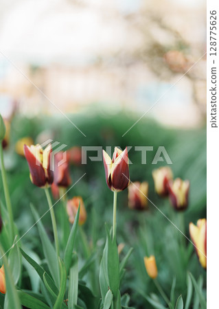 Beautiful tulips blooming in sidewalk. Flower blossoms in spring season Beautiful tulips blooming in sidewalk. Flower blossoms in spring season 128775626