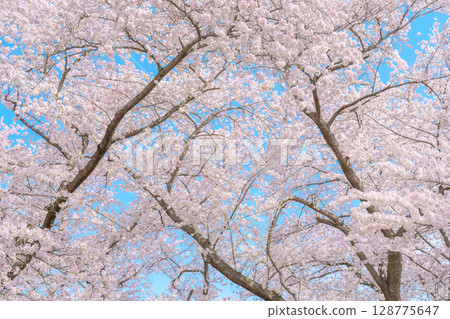 beautiful Spring day, Cherry blossom against blue sky in park, Somei Yoshino Sakura blooming in sunshine day. Japan Travel background, template and wallpaper for spring season and Hanami picnic beautiful Spring day, Cherry blossom against blue sky in park, Somei Yoshino Sakura blooming in sunshine day. Japan Travel background, template and wallpaper for spring season and Hanami picnic 128775647