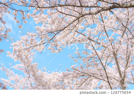 beautiful Spring day, Cherry blossom against blue sky in park, Somei Yoshino Sakura blooming in sunshine day. Japan Travel background, template and wallpaper for spring season and Hanami picnic beautiful Spring day, Cherry blossom against blue sky in park, Somei Yoshino Sakura blooming in sunshine day. Japan Travel background, template and wallpaper for spring season and Hanami picnic 128775654