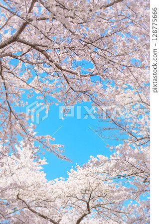 beautiful Spring day, heart shape Cherry blossom against blue sky in park, Somei Yoshino Sakura blooming in sunshine day. Japan Travel background, template and wallpaper for spring season and Hanami 128775666