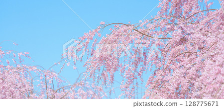 beautiful Spring day, Cherry blossom against blue sky in park, Shidarezakura Weeping Sakura blooming in sunshine day. Japan Travel background, template and wallpaper for spring season and Hanami 128775671