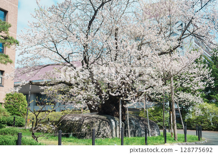 Rock breaking Cherry Tree or Ishiwarizakura in Spring. traveling in Morioka city, Iwate prefecture, Japan. famous Landmark Travel and Vacation destination Rock breaking Cherry Tree or Ishiwarizakura in Spring. traveling in Morioka city, Iwate prefecture, Japan. famous Landmark Travel and Vacation destination 128775692