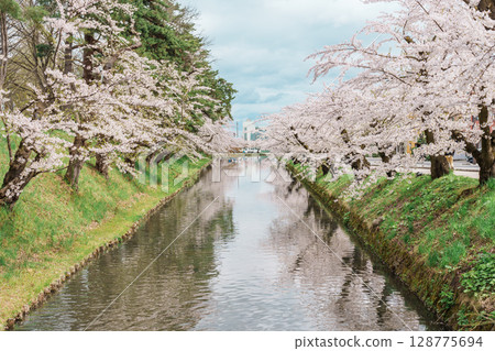 Beautiful Hirosaki Castle park with Sakura Cherry Blossom in Spring, traveling in Hirosaki city, Aomori, Tohoku, Japan. Landmark famous in Japan. Travel and Vacation destination Beautiful Hirosaki Castle park with Sakura Cherry Blossom in Spring, traveling in Hirosaki city, Aomori, Tohoku, Japan. Landmark famous in Japan. Travel and Vacation destination 128775694