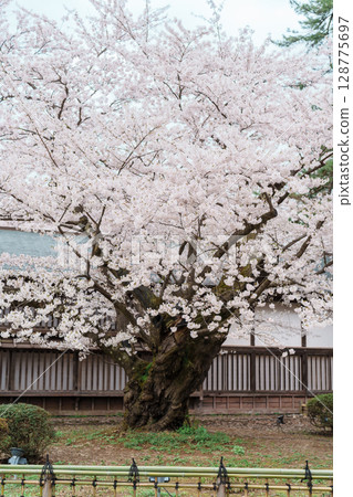 the Oldest Somei Yoshino sakura at Hirosaki Cherry Blossom Festival, traveling in Hirosaki castle park, Aomori, Tohoku, Japan. Landmark famous in Japan. Travel and Vacation destination 128775697