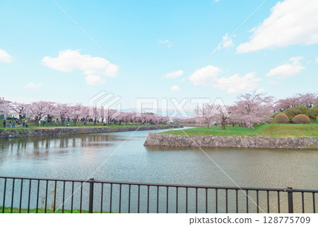 Beautiful Sakura Cherry Blossom in Spring season. Goryokaku Tower park in Hakodate city, Hokkaido prefecture, Japan. famous Landmark, Japan Travel and Vacation destination 128775709